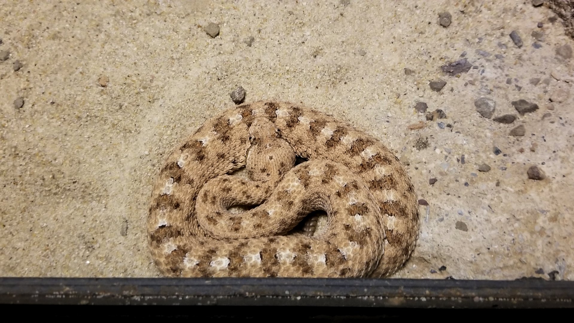 ZooAmerica - Sidewinder