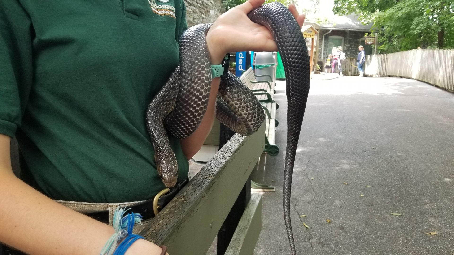 ZooAmerica - Snake education animal