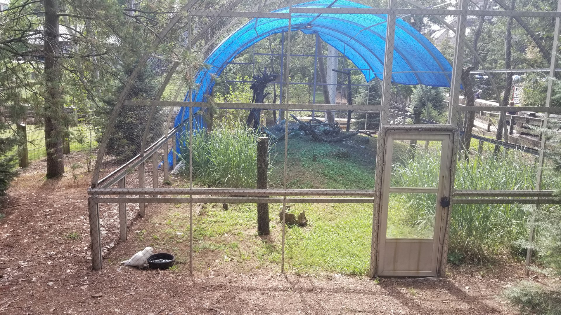 ZooAmerica - Snowy Owl