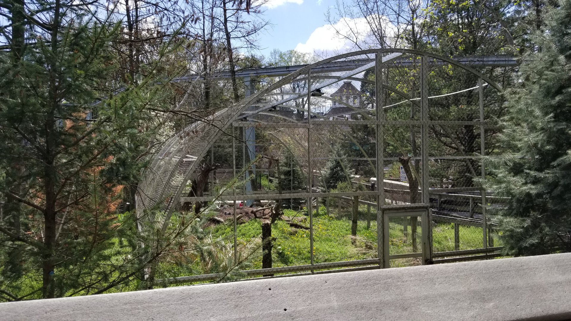 ZooAmerica - Snowy owls, blue tarp finally removed