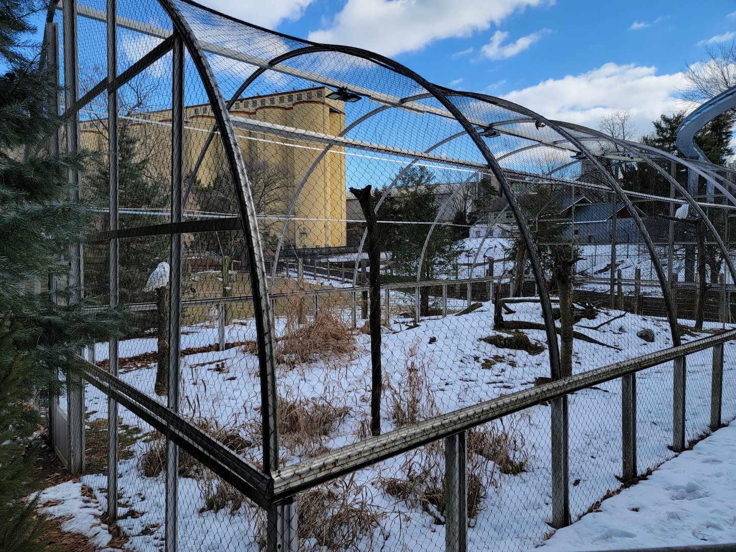ZooAmerica - Snowy owls
