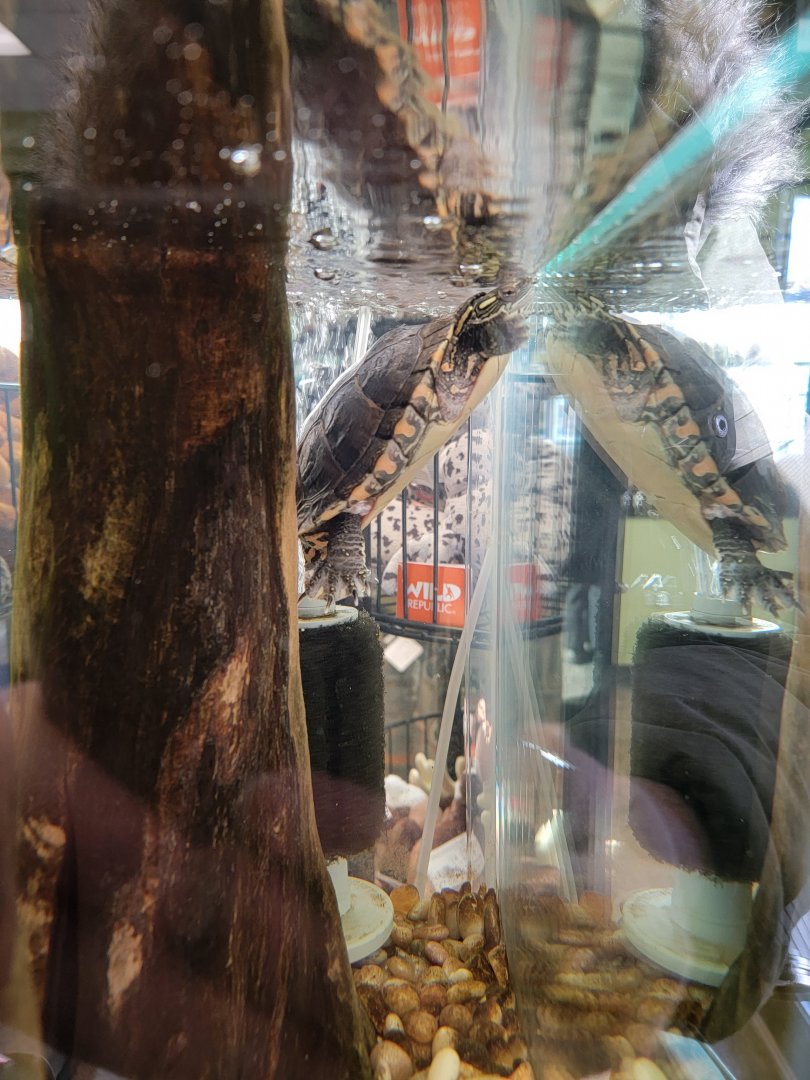 ZooAmerica - Southern painted turtle in entrance/gift shop