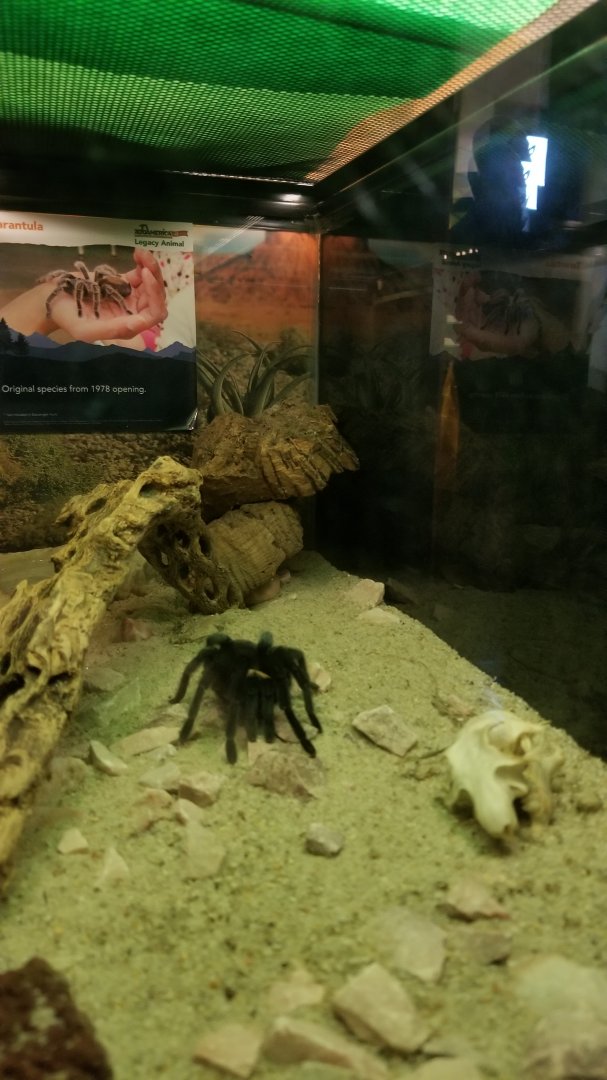 ZooAmerica - Tarantula