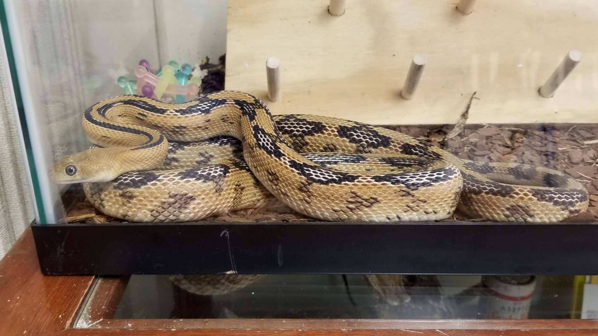 ZooAmerica - Trans-Pecos Ratsnake, education building
