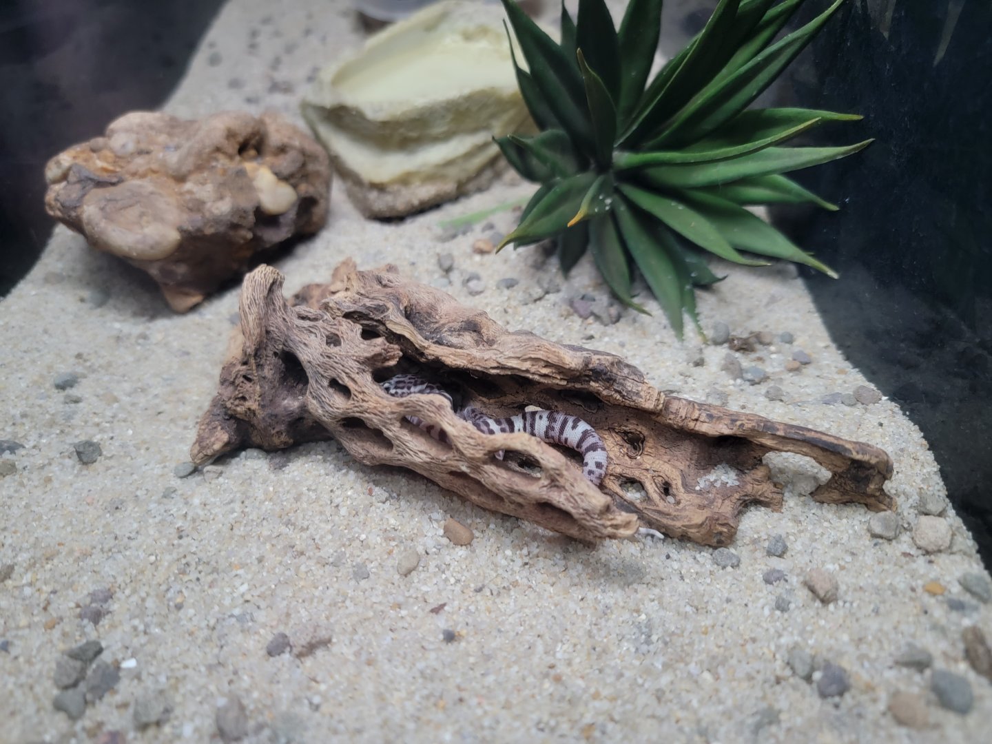ZooAmerica - western banded gecko