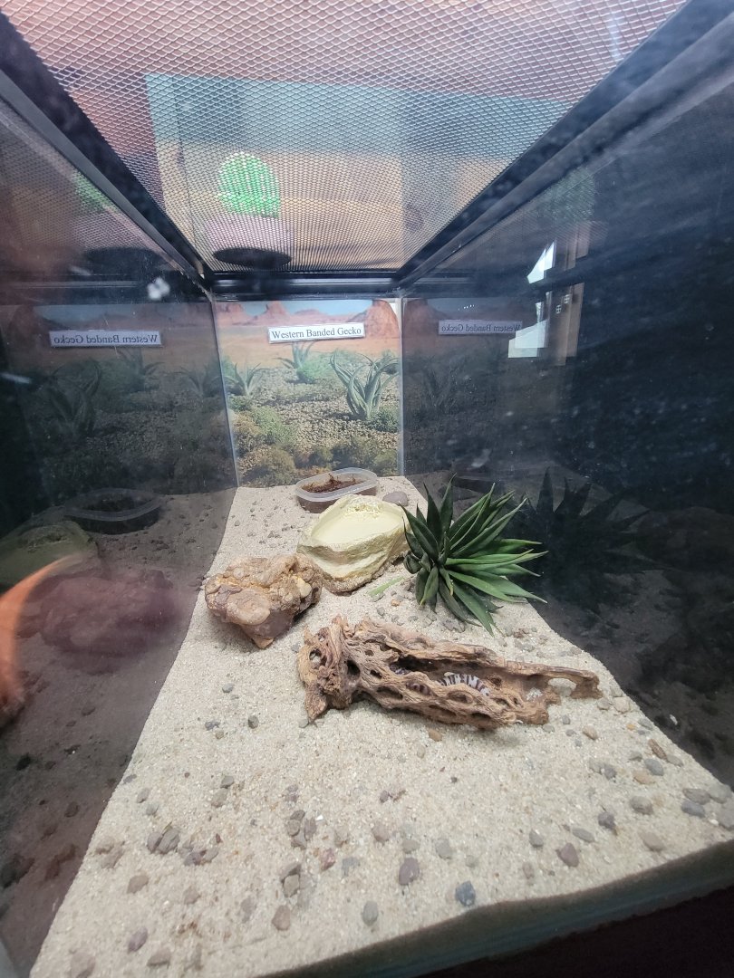 ZooAmerica - western banded gecko