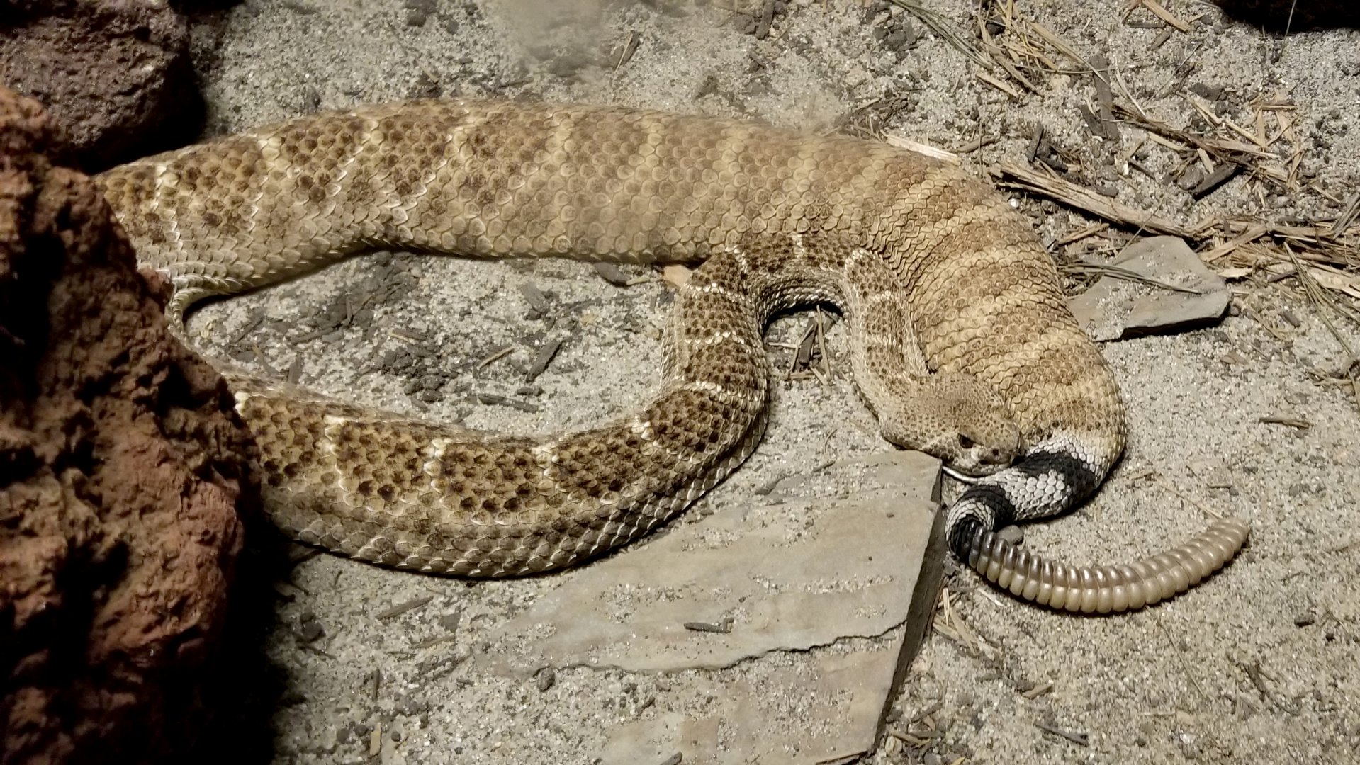 ZooAmerica - Western Diamondback
