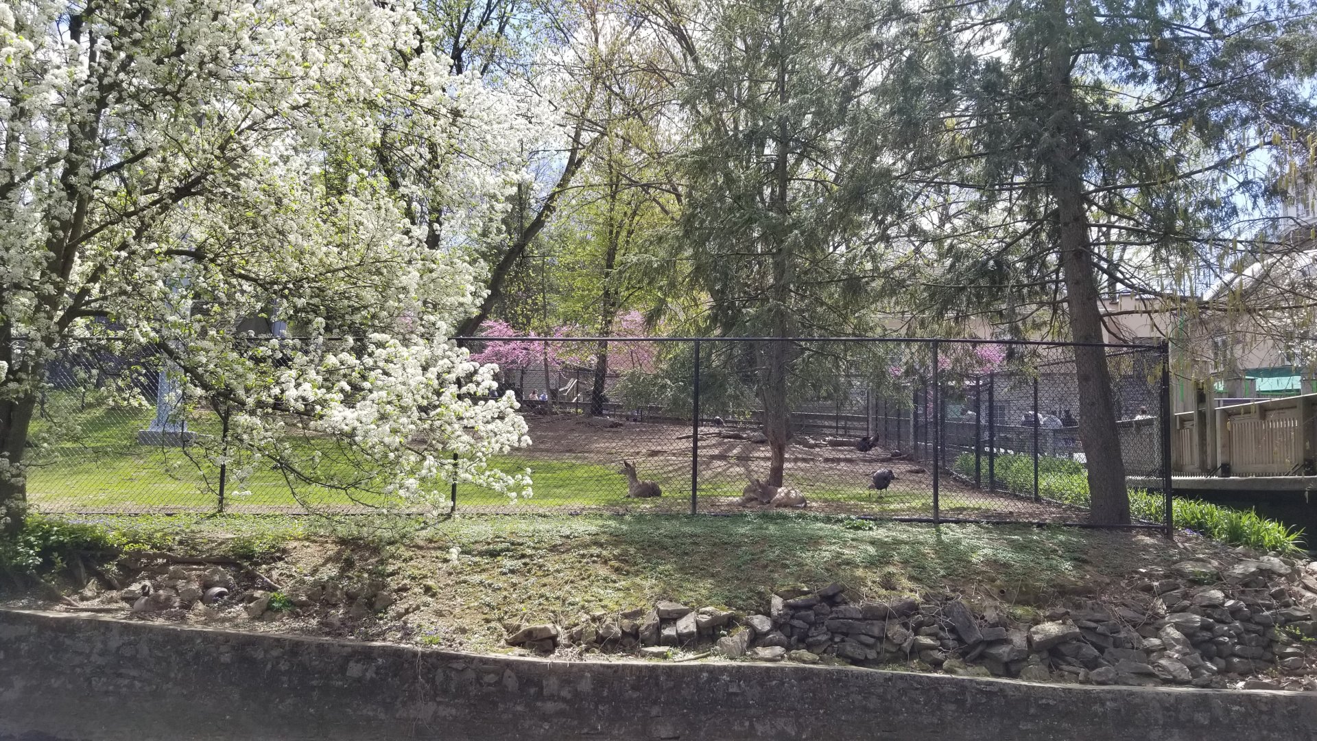 ZooAmerica - White-tail deer and turkeys