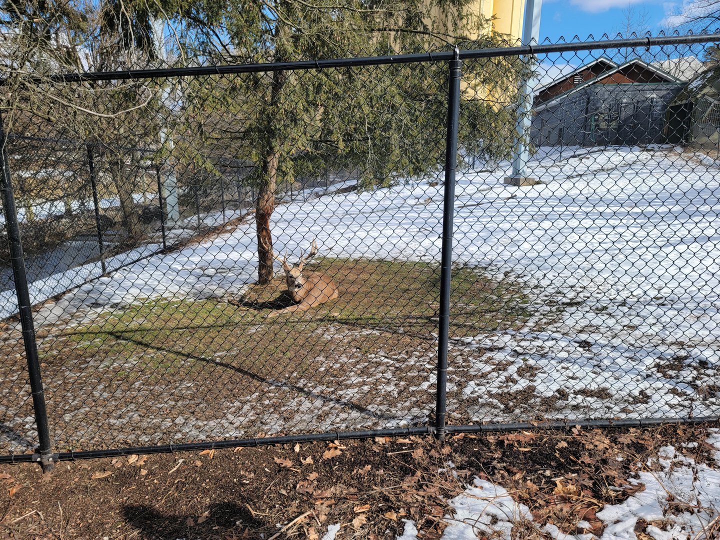 ZooAmerica - White-tailed deer buck