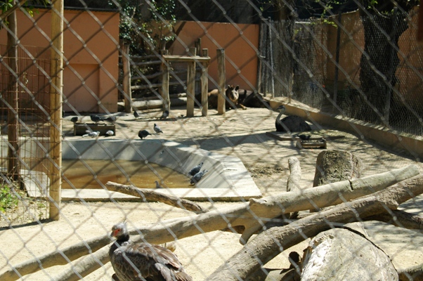 Zoobotanico Jerez (2009)