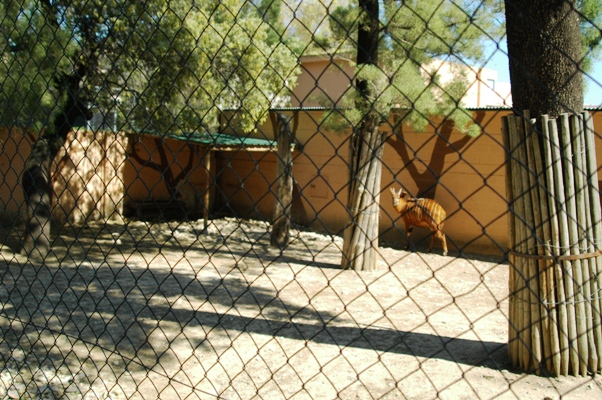 Zoobotanico Jerez (2009)