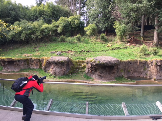 ZooChatter + Sumatran Tiger Exhibit