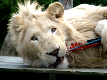 ZooDoo Wildlife Park