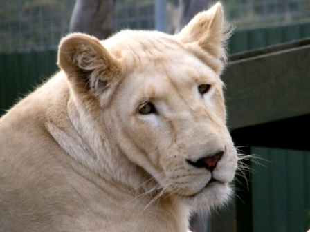 ZooDoo Wildlife Park