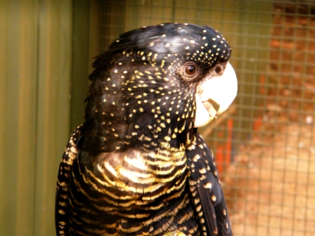 ZooDoo Wildlife Park