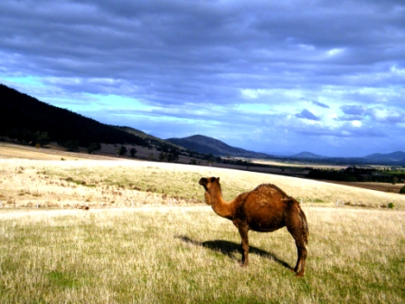 ZooDoo Wildlife Park