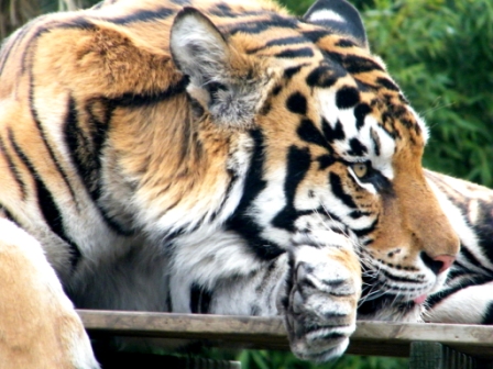 ZooDoo Wildlife Park