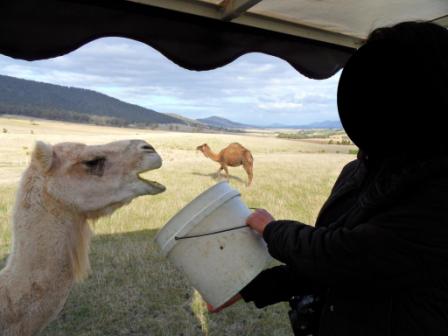 ZooDoo Wildlife Park