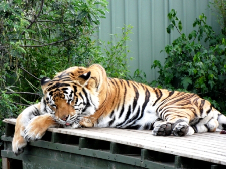 ZooDoo Wildlife Park