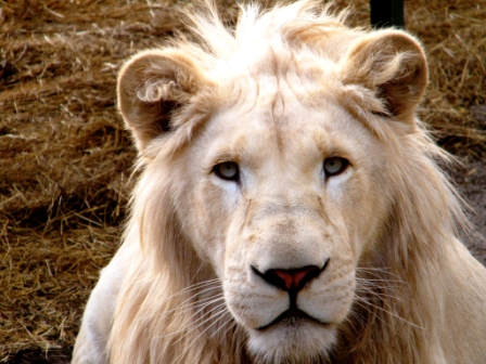 ZooDoo Wildlife Park