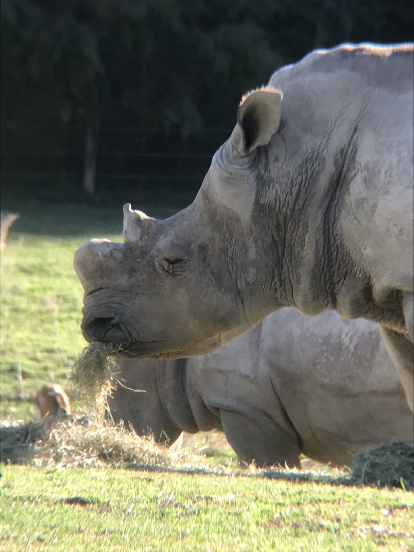 Zoofari: Abby with her broken horn