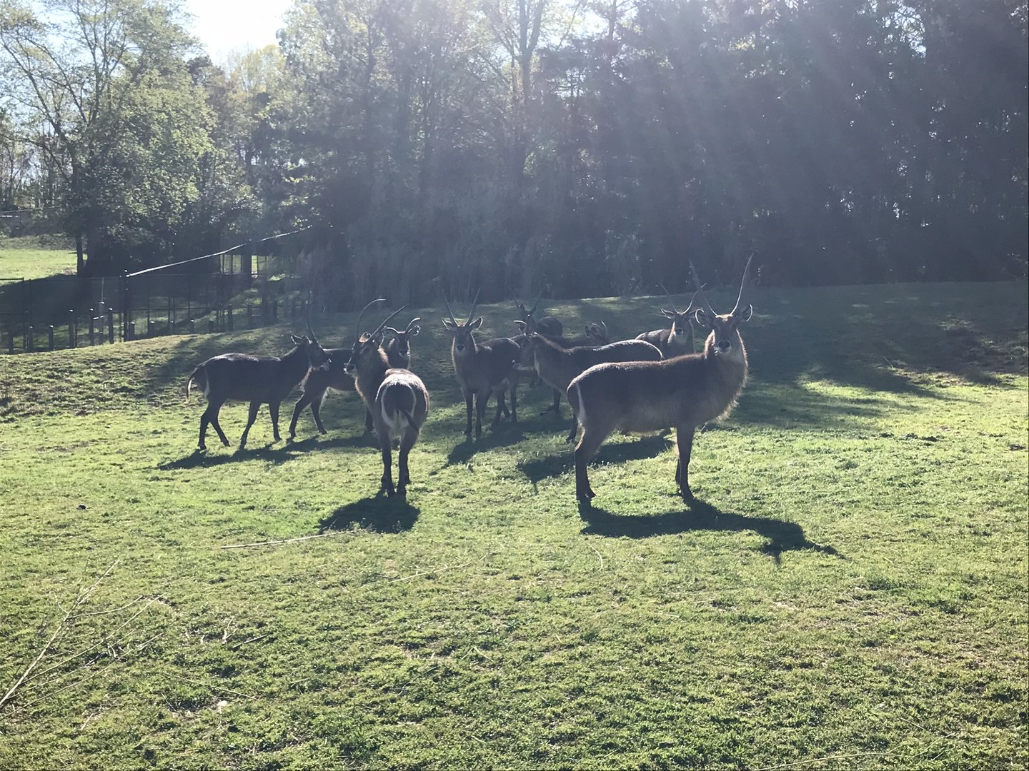 Zoofari: Common Waterbuck Bachelor Herd