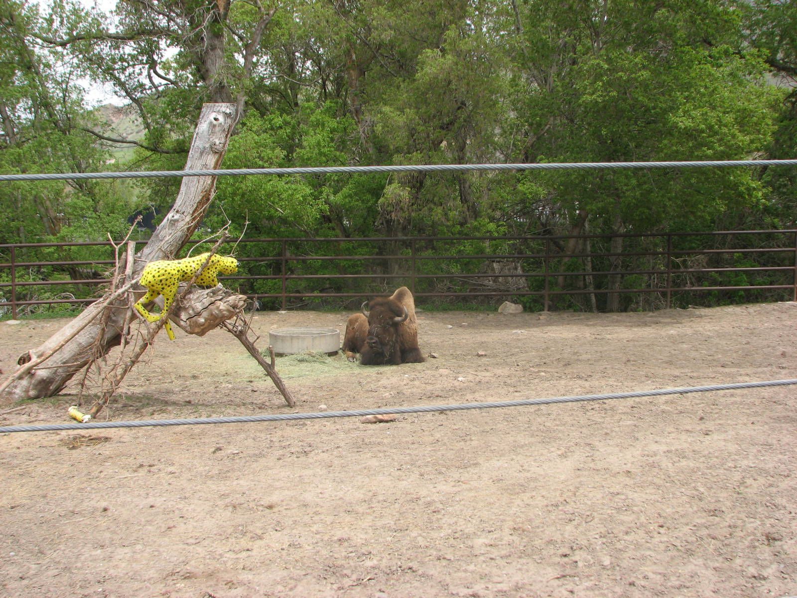Zoofari Express - American Bison
