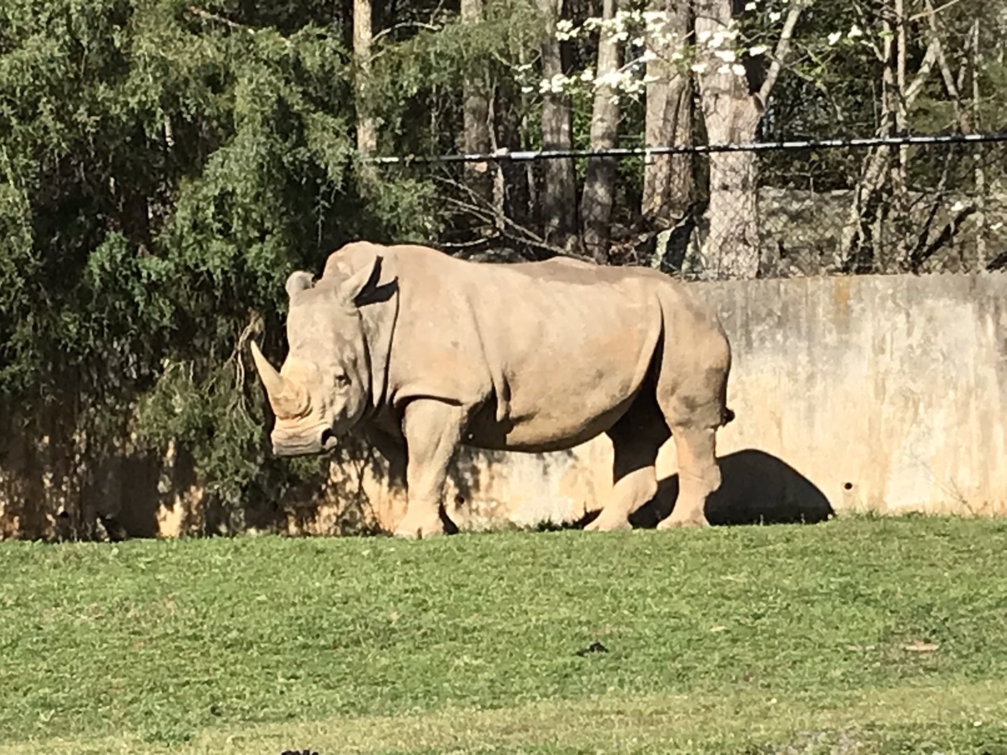 Zoofari: Southern White Rhinoceros