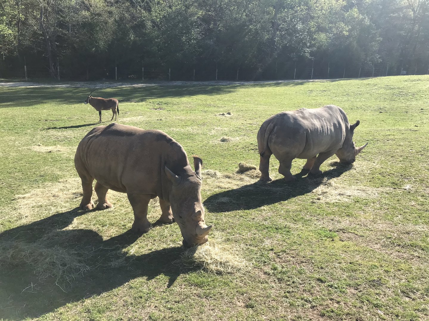 Zoofari: Southern White Rhinos