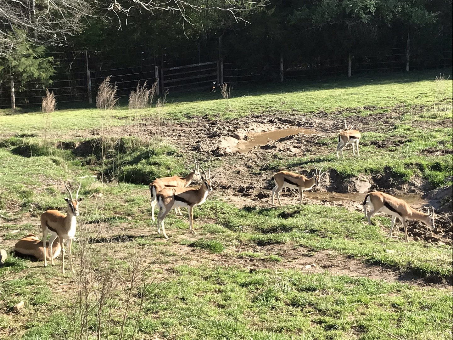 Zoofari: Thomson's Gazelle Bachelor Herd
