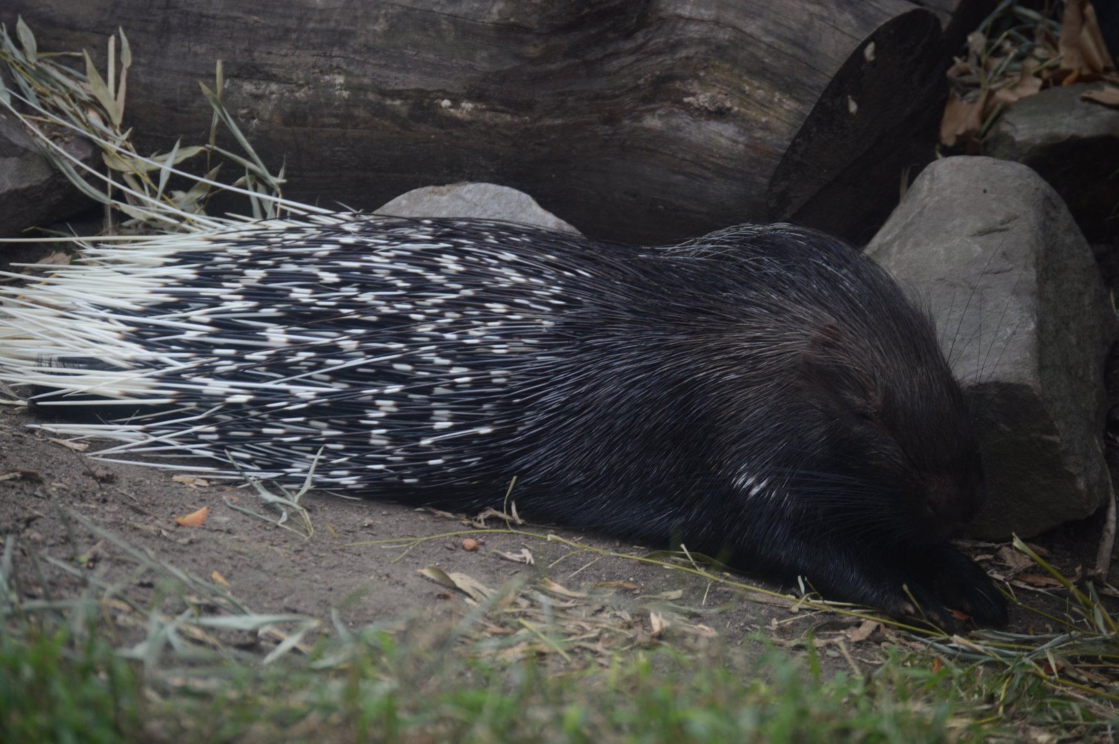 ZooFarm - Cape Porcupine (Hystrix africaeaustralis)