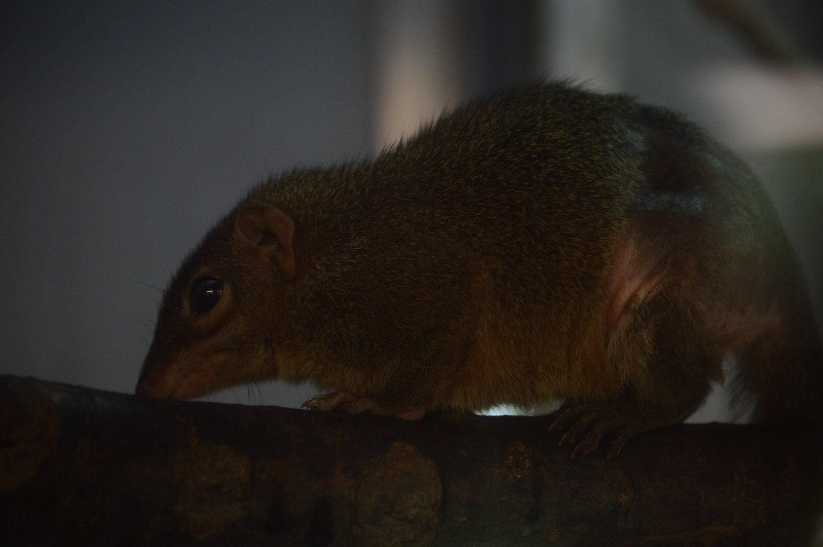 ZooFarm - Northern Treeshrew (Tupaia belangeri)