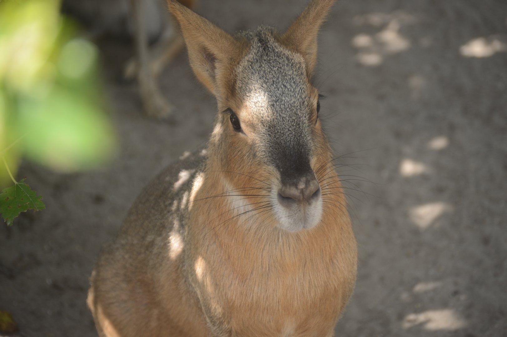ZooFarm - Patagonian Mara (Dolichotis patagonum)