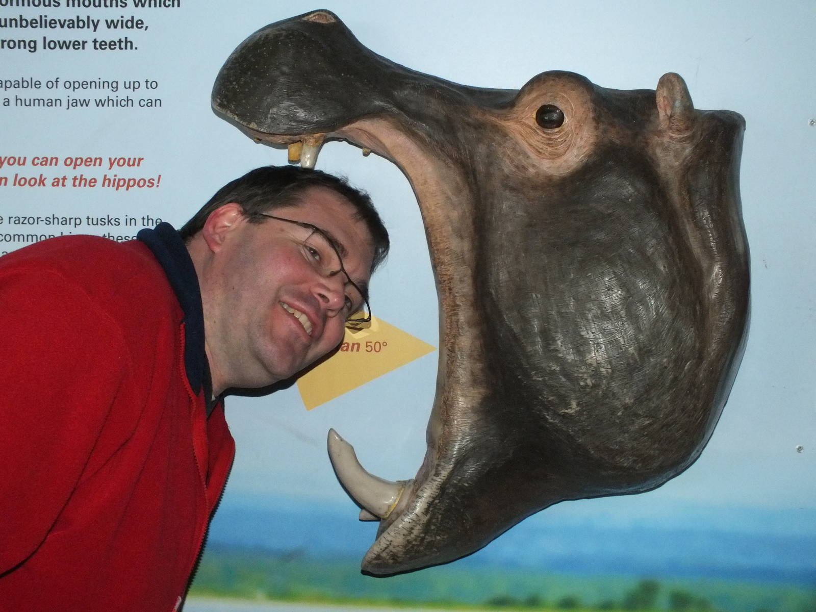 Zoogiraffe accepts his fate at Whipsnade Zoo - 23rd February 2013