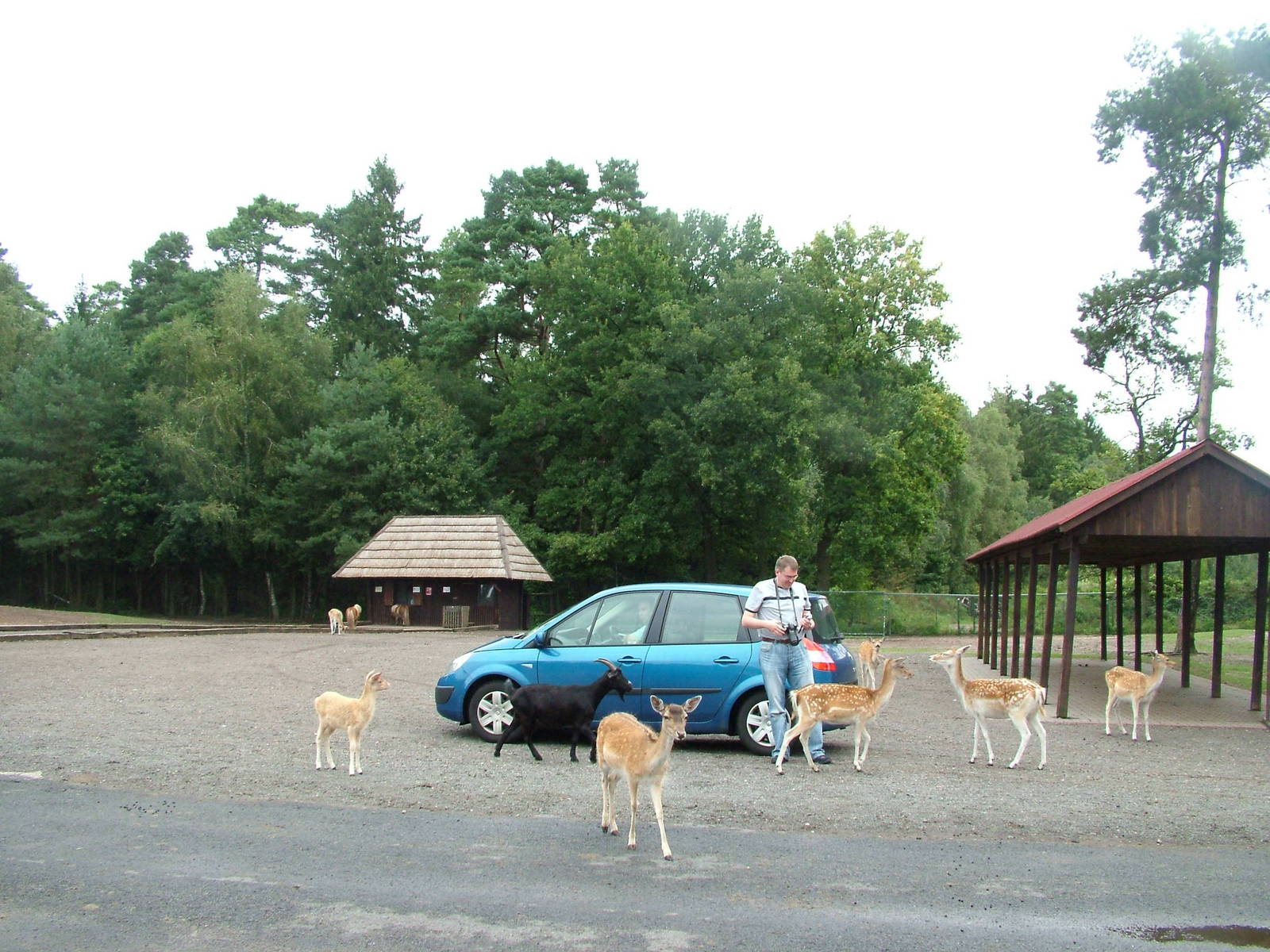 Zoogiraffe braves the walk-around Europe reserve at Serengetipark Hodenhage