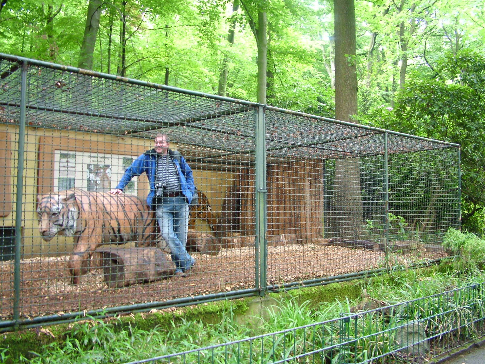 Zoogiraffe makes himself at home at Dortmund 11/05/2009