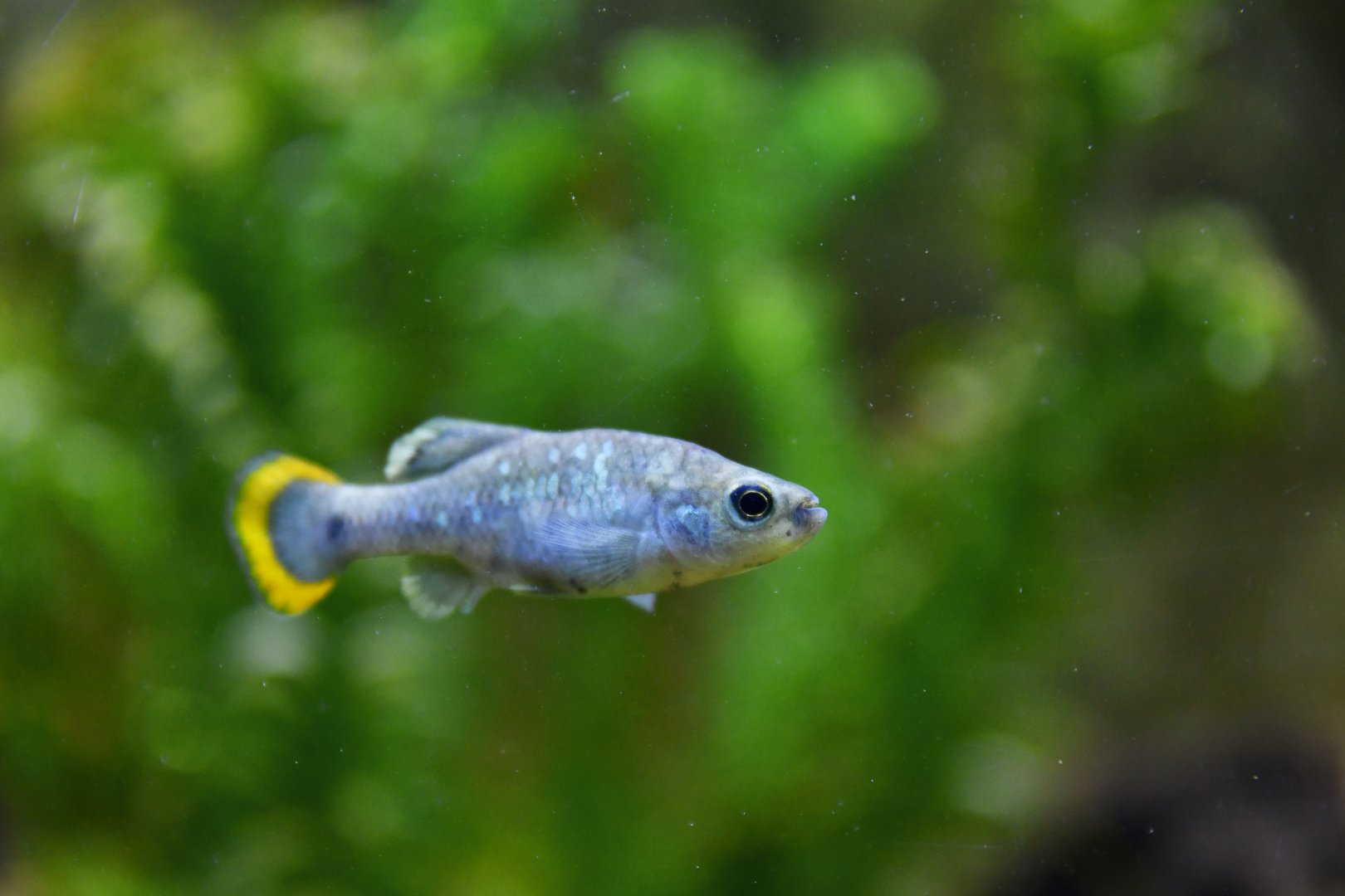 Zoogoneticus tequila