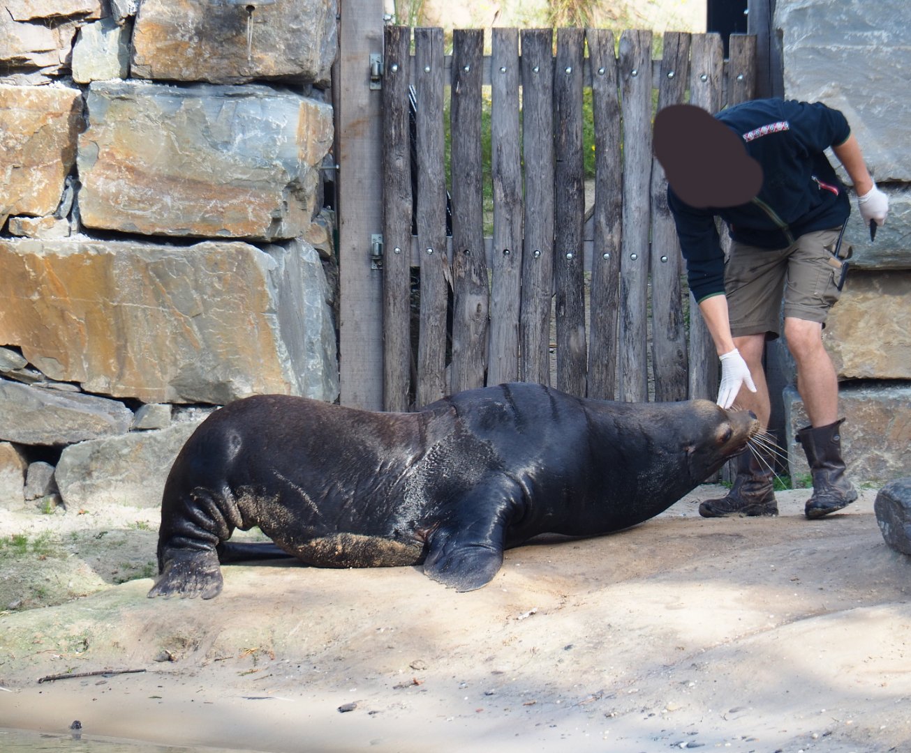 Zookeeper training male California sea lion (Zalophus californianus), 2019-09-15