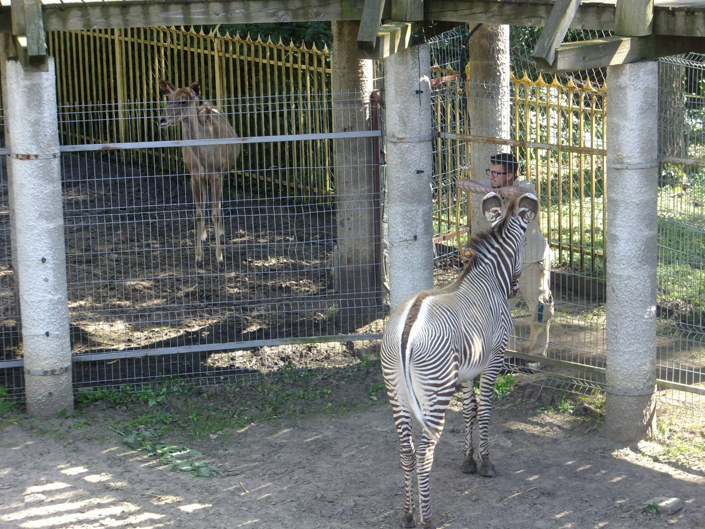 Zookeeper with a Grevy's zebra and a Greater kudu
