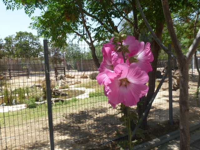 Zoological Garden of Beersheba 25.4.13