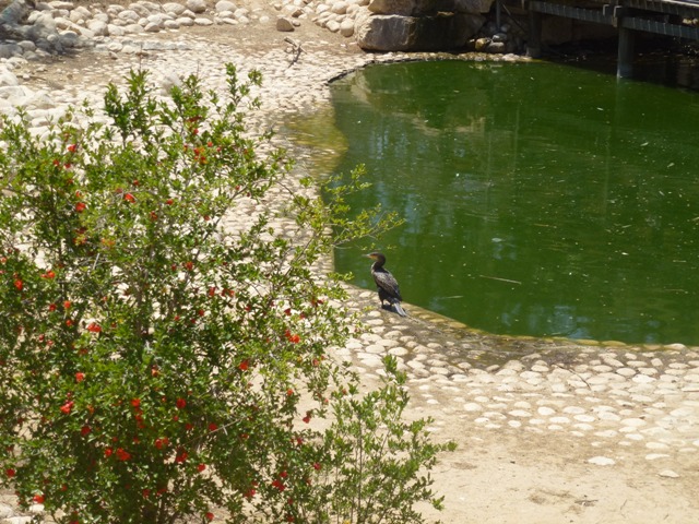 Zoological Garden of Beersheba 25.4.13