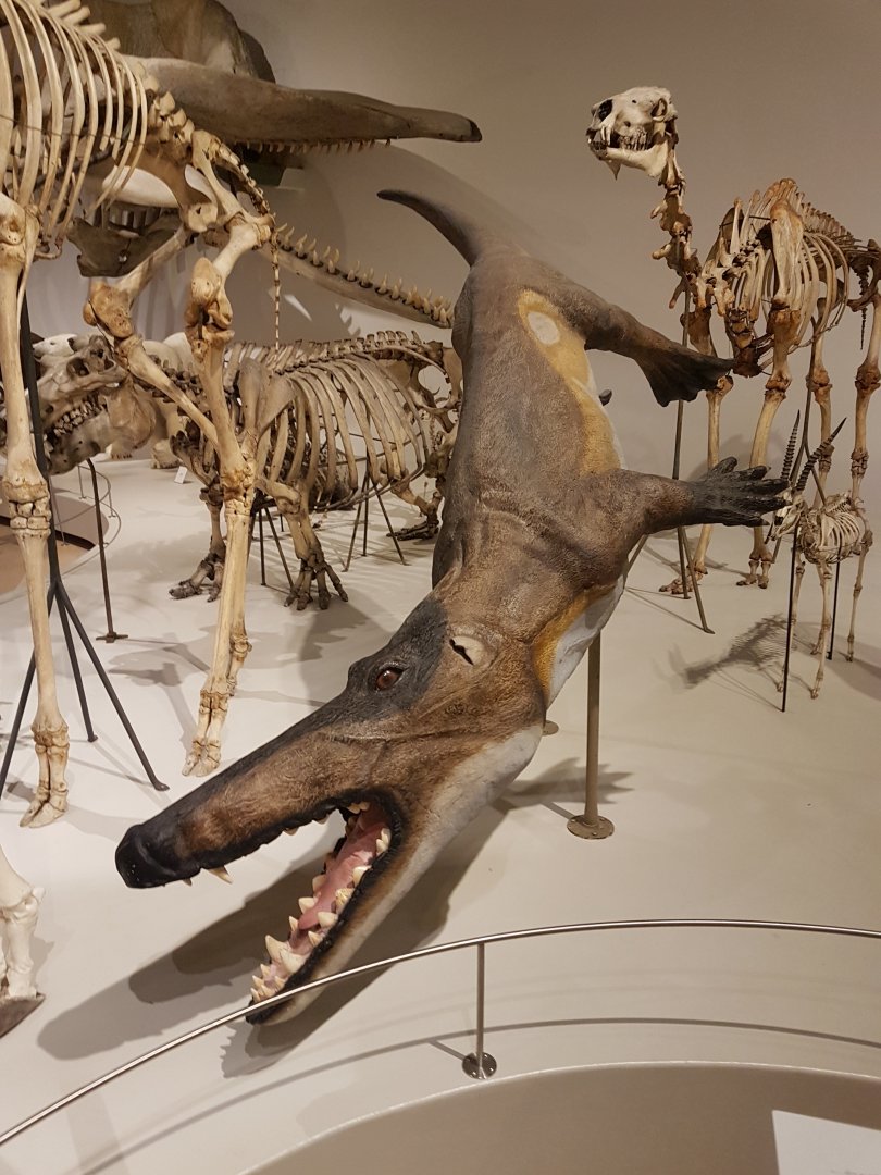 Zoological Museum Copenhagen