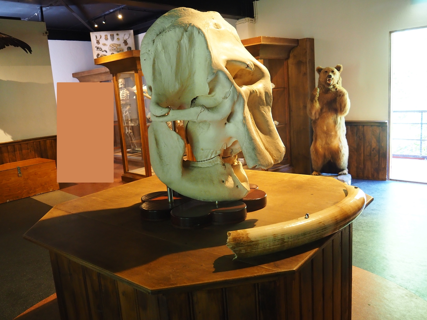 Zoological museum - Elephant skull and tusk display