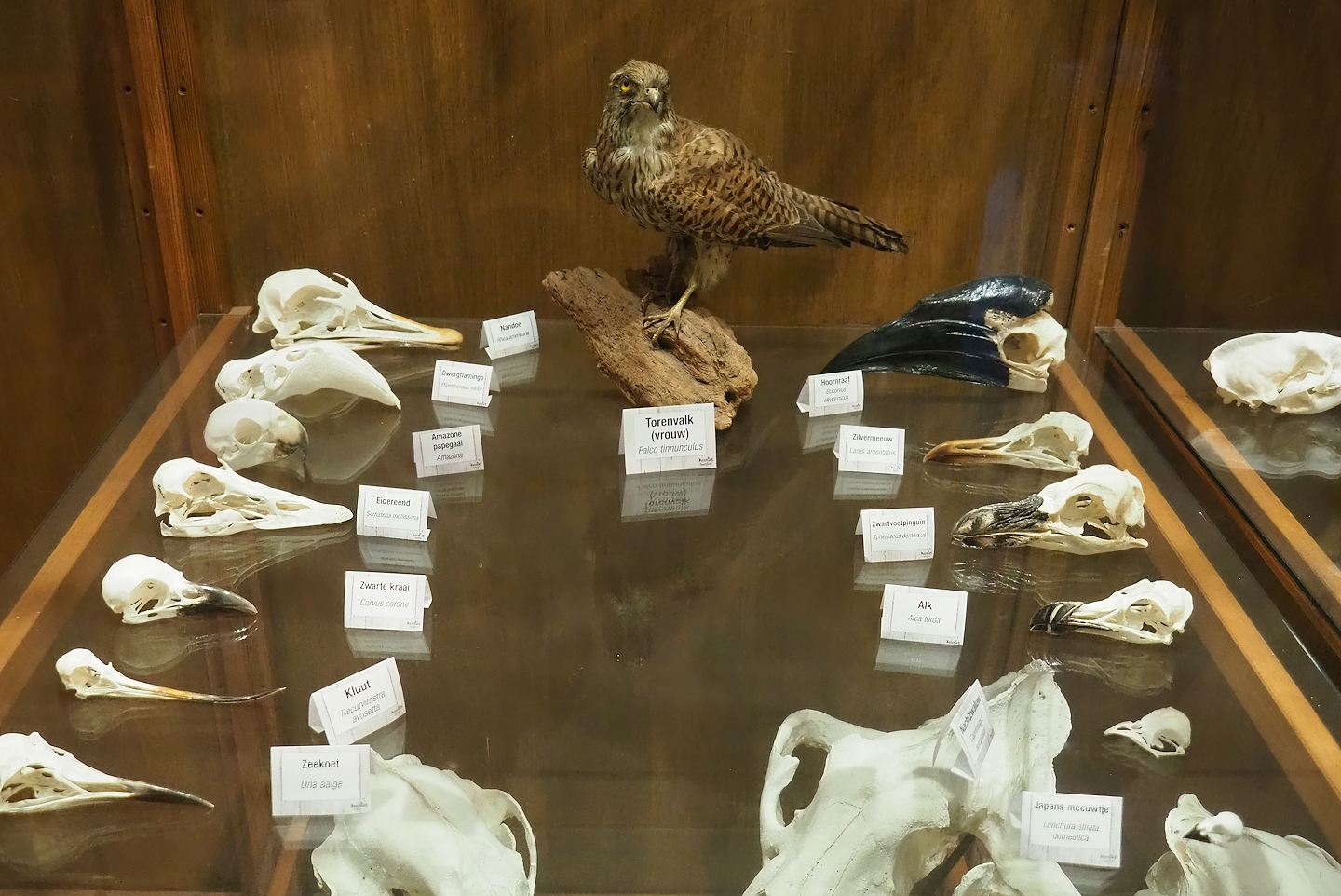 Zoological museum in 100.000 Animals House - Bird skulls and female Eurasian kestrel taxidermy, 2023-09-24