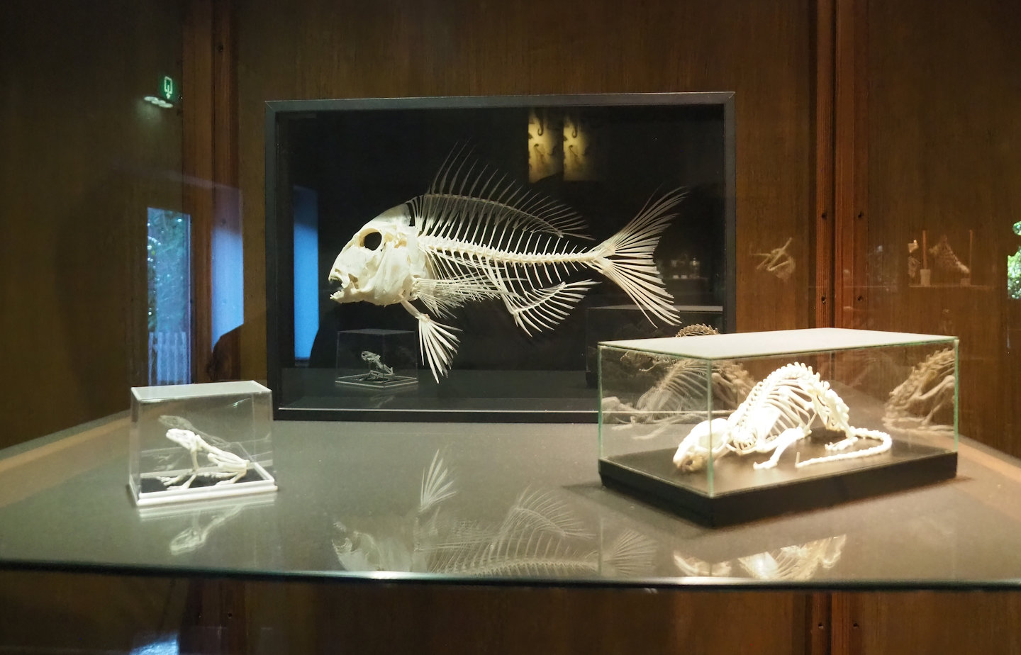 Zoological museum in 100.000 Animals House - Carp-like fish, frog and rat skeletons, 2023-09-24
