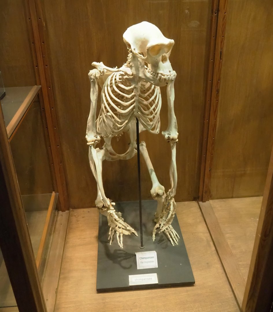 Zoological museum in 100.000 Animals House - Chimpanzee skeleton, 2023-09-24