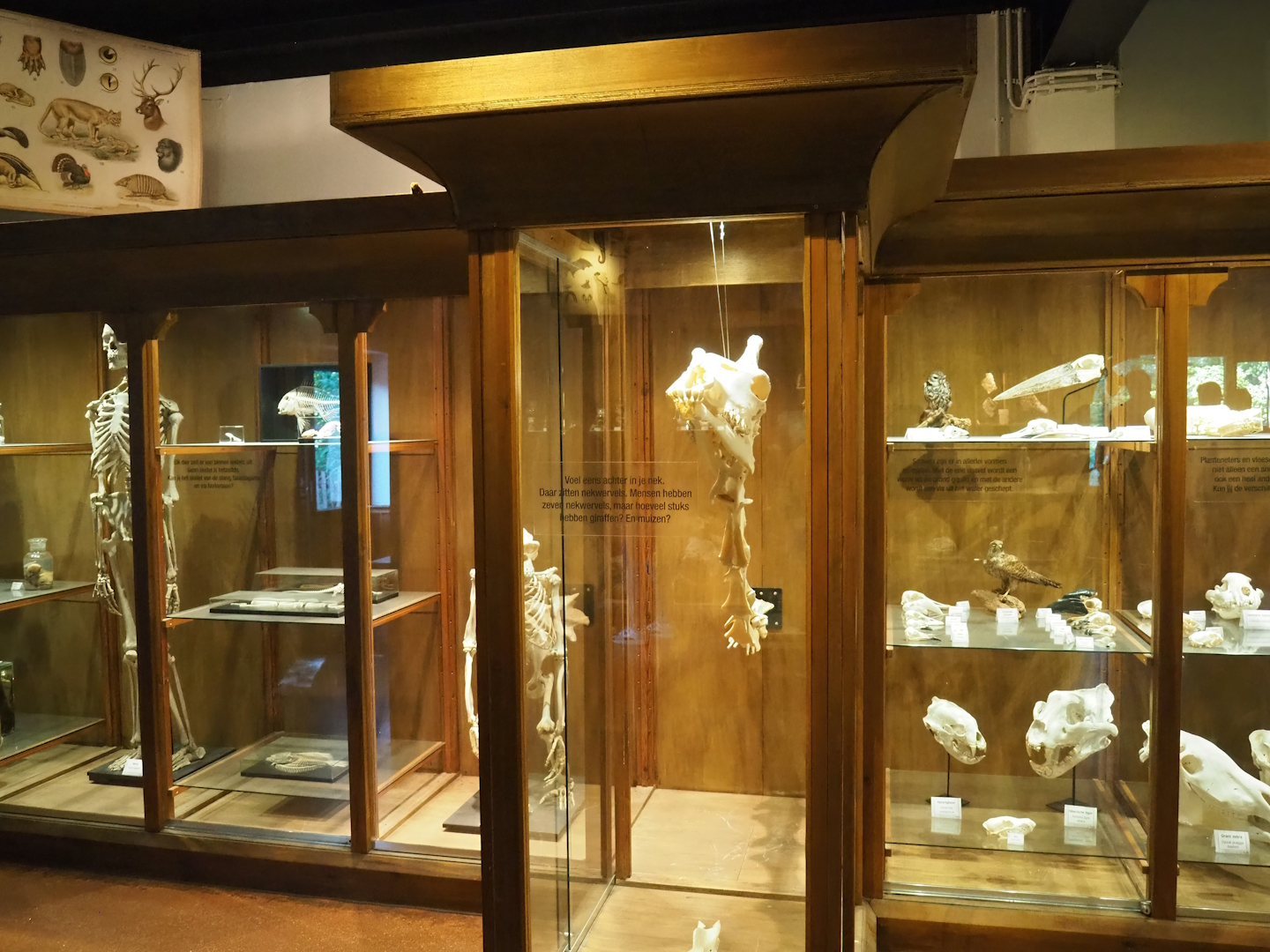 Zoological museum in 100.000 Animals House - Display case, 2023-09-24