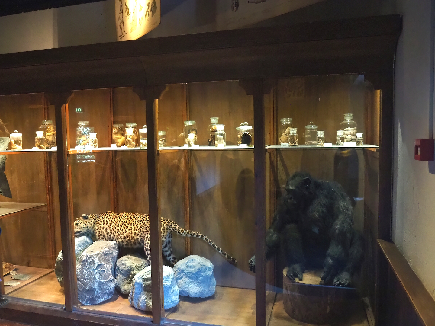 Zoological museum in 100.000 Animals House - Display case with leopard and chimpanzee taxidermies and wet specimens, 2023-09-24