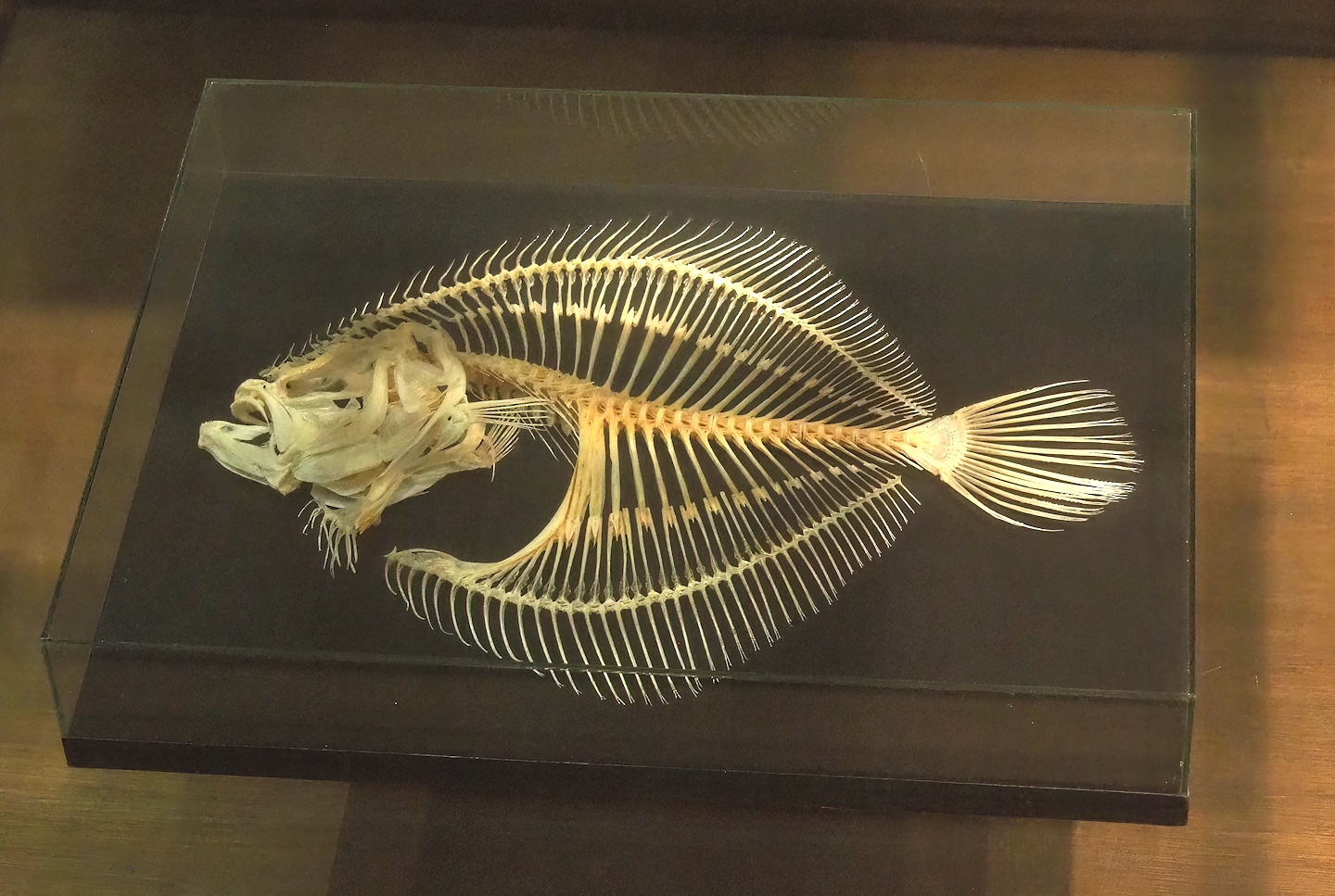 Zoological museum in 100.000 Animals House - Flatfish skeleton, 2023-09-24
