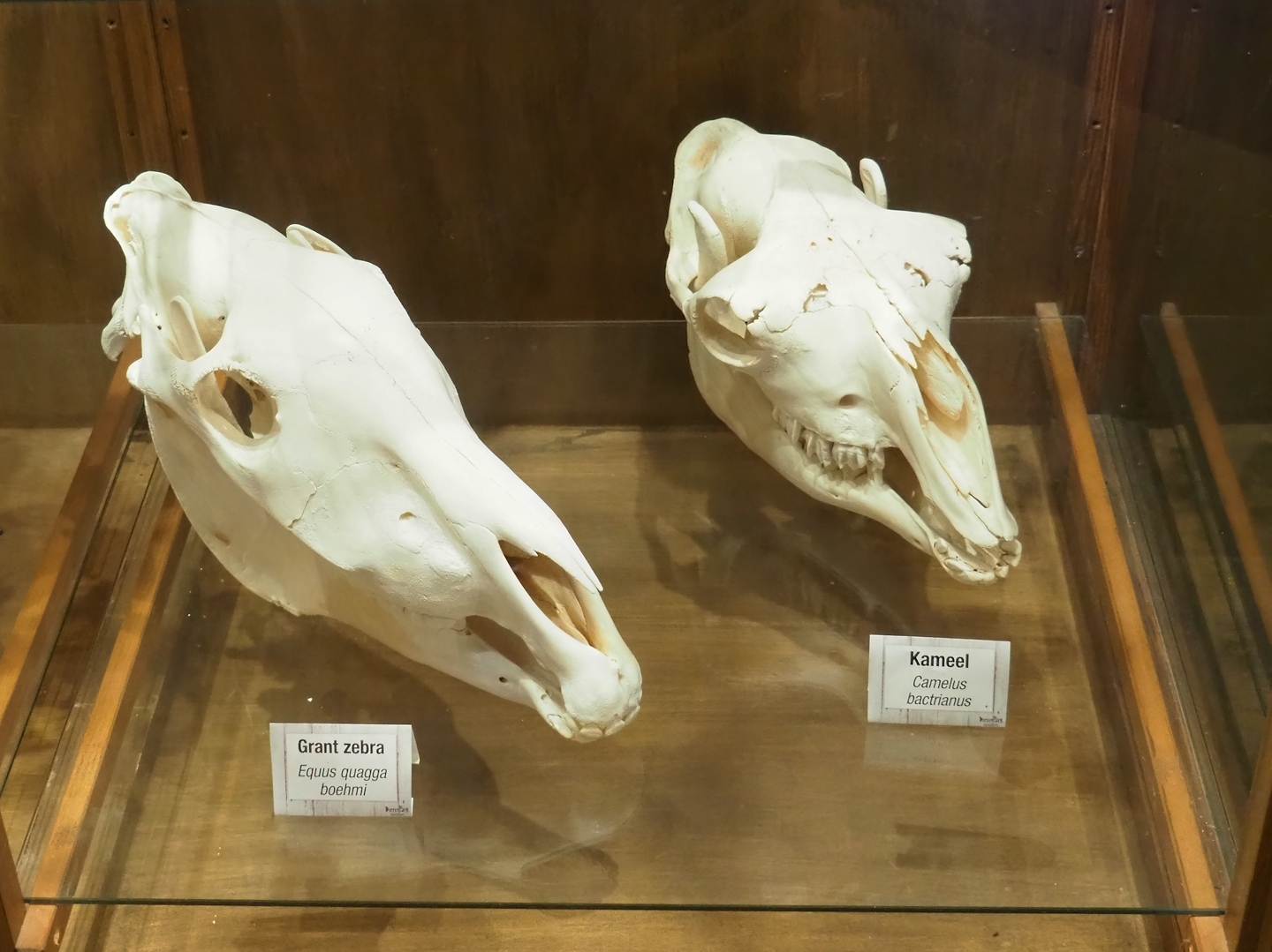 Zoological museum in 100.000 Animals House - Grant's zebra and Bactrian camel skulls, 2023-09-24